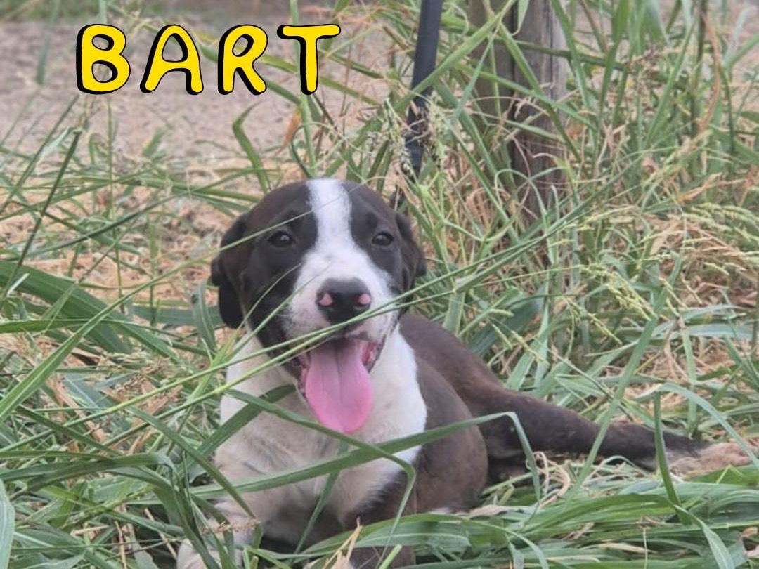 Adozione cane, maschio, Razza sconosciuta Razza sconosciuta, 4 mesi, taglia media, Crotone