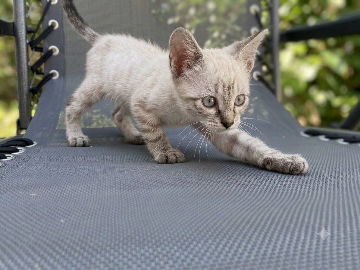 Adozione gatto, maschio, Razza sconosciuta Razza sconosciuta, 1 mese, taglia non valida, Trapani