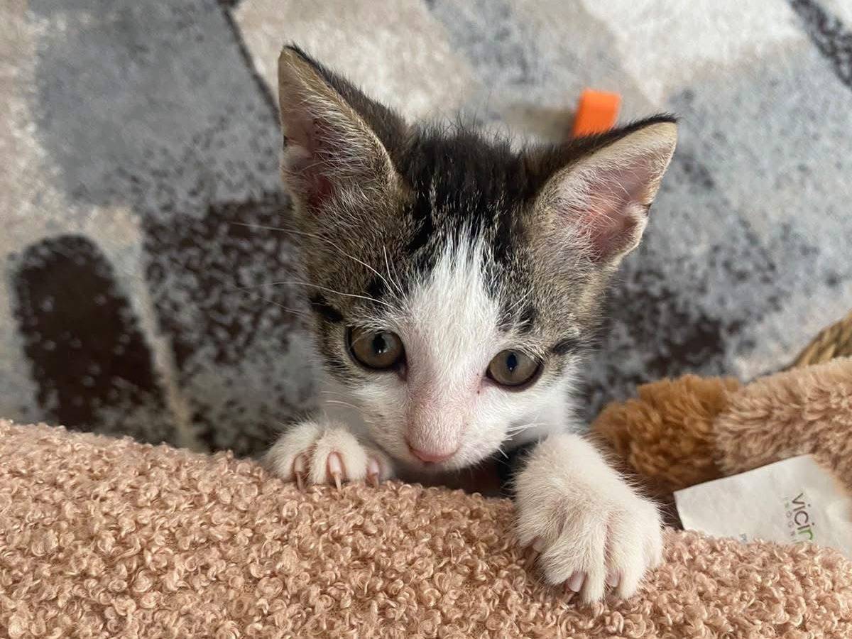 Adozione gatto, maschio, Razza sconosciuta Razza sconosciuta, 1 mese, taglia non valida, Trapani
