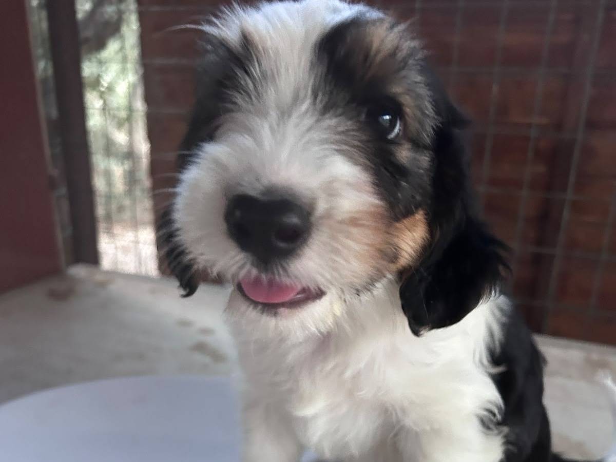 Adozione cane, maschio, Razza sconosciuta Razza sconosciuta, 2 mesi, taglia media, Chieti