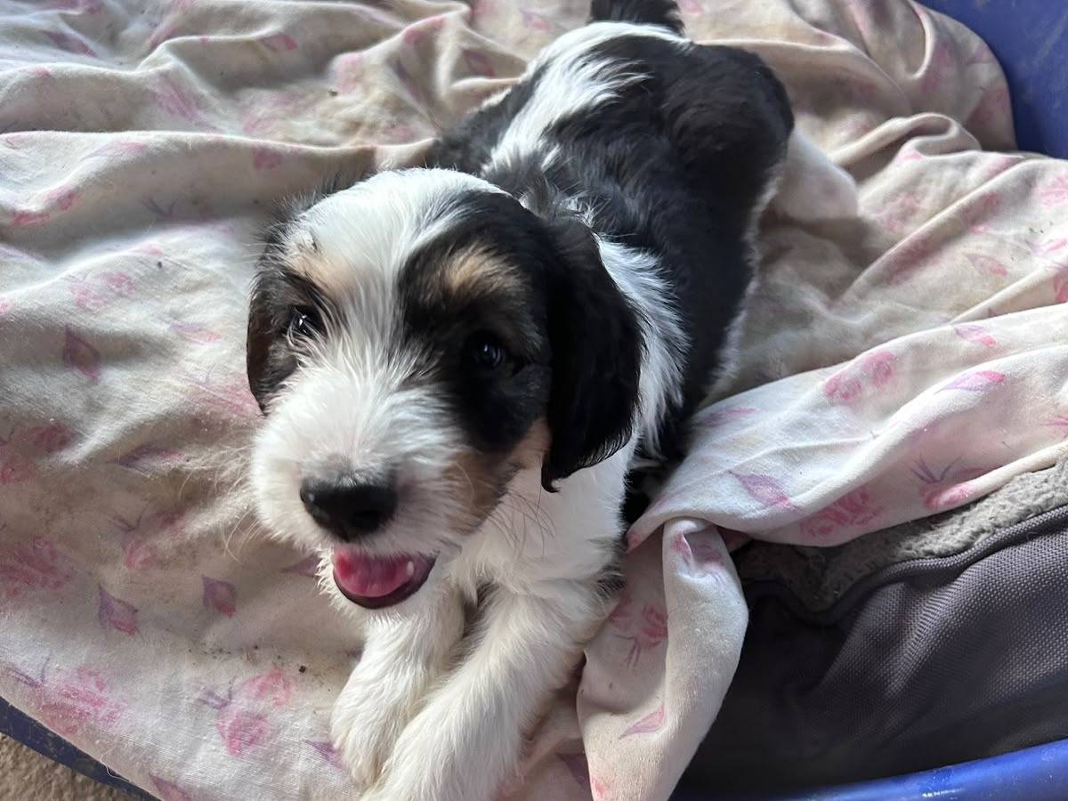 Vuoi adottare un cane a Chieti?