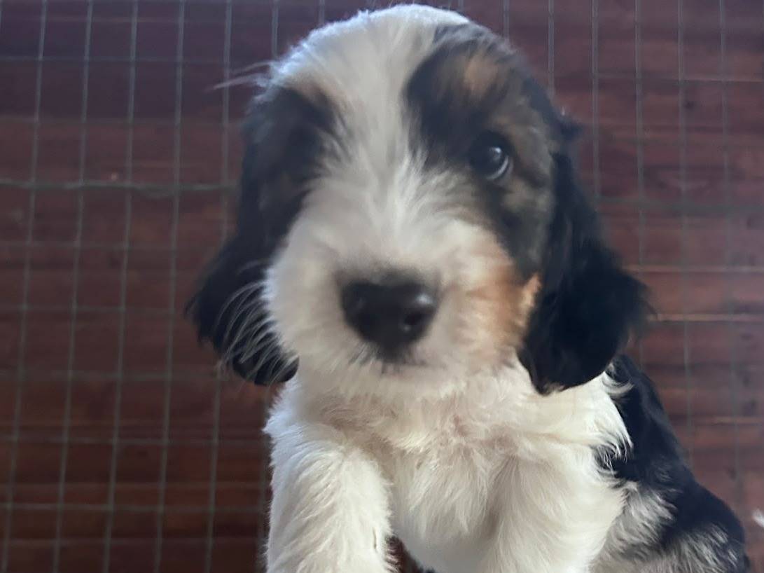 Adotta un cane, taglia media, maschio, Chieti