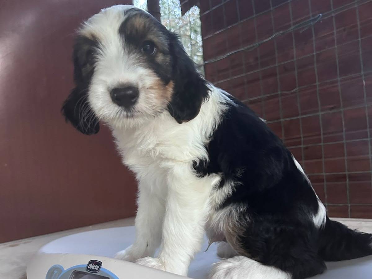 Adotta il cane OSCAR a Chieti