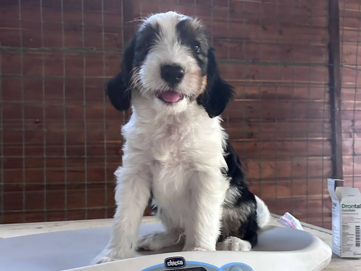Adotta un cane, maschio, 2 mesi, Chieti