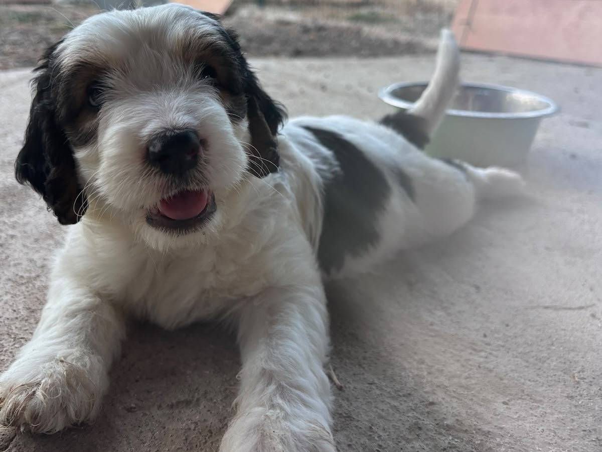 Adozione cane, femmina, Razza sconosciuta Razza sconosciuta, 2 mesi, taglia media, Chieti