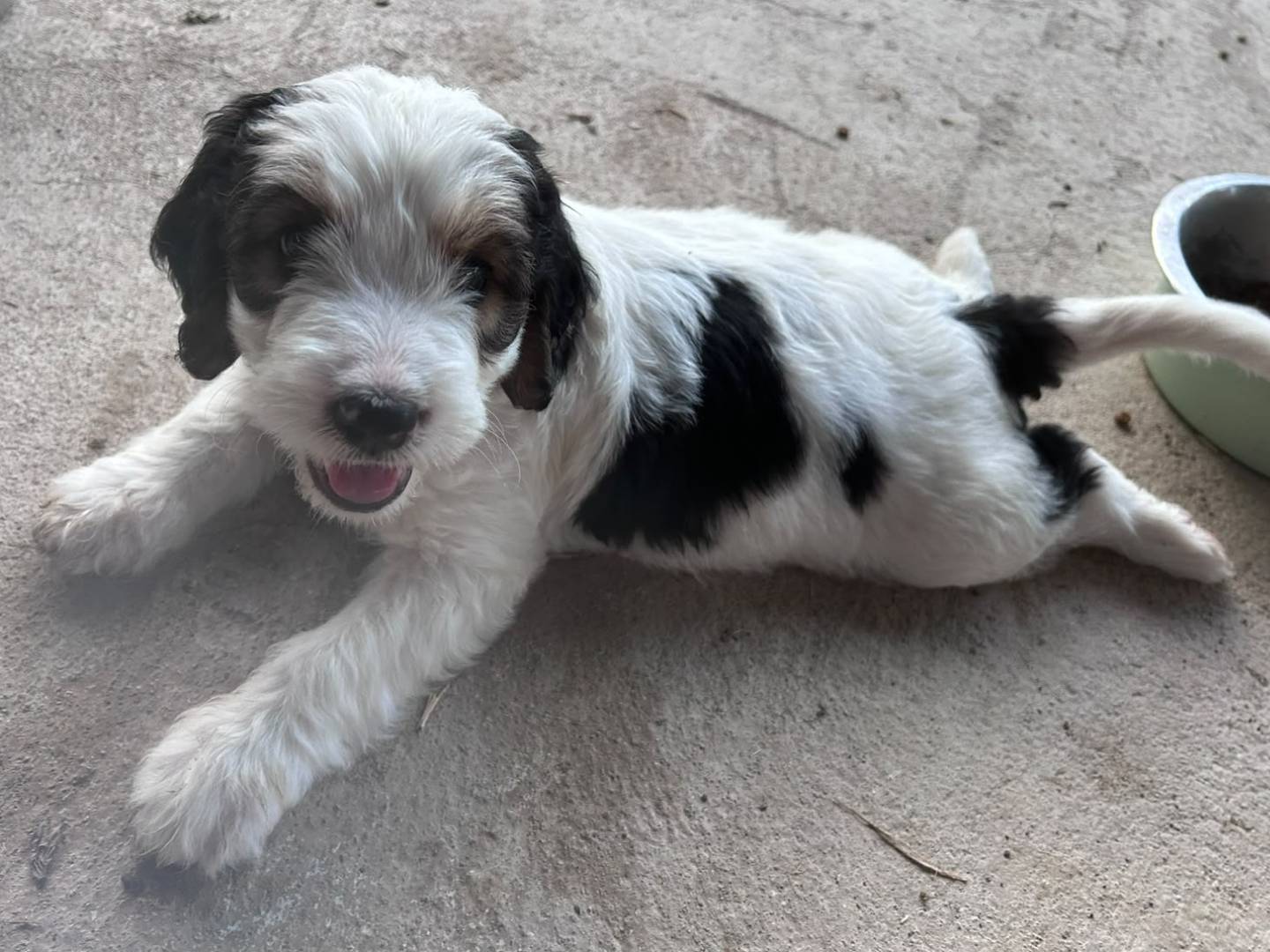 Adotta un cane, taglia media, femmina, Chieti