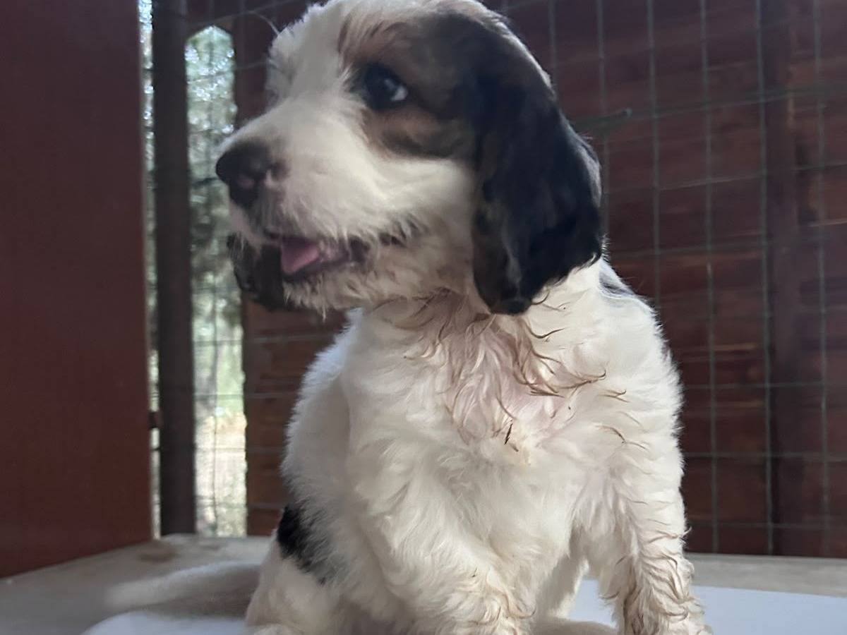 Vuoi adottare un cane a Chieti?