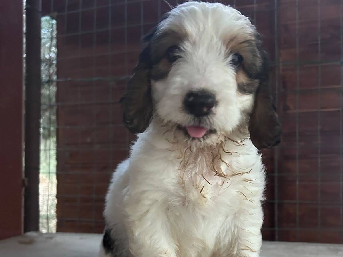 Adotta un cane, femmina, 2 mesi, Chieti