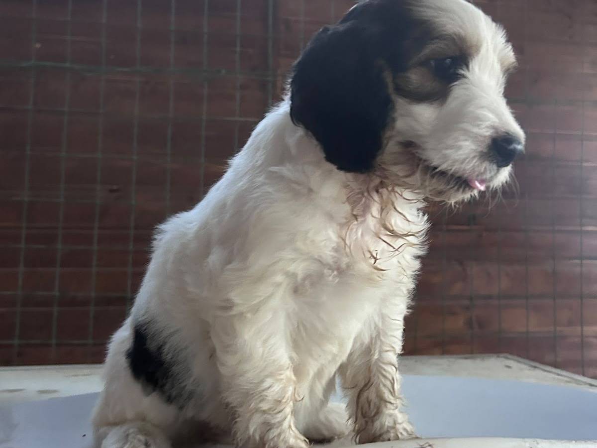 Adotta il cane BIJOU a Chieti