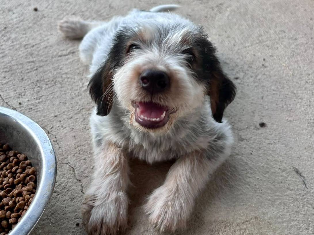 Adozione cane, maschio, Razza sconosciuta Razza sconosciuta, 2 mesi, taglia media, Chieti