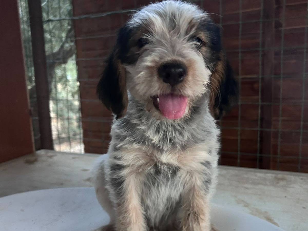 Adotta un cane, maschio, 2 mesi, Chieti