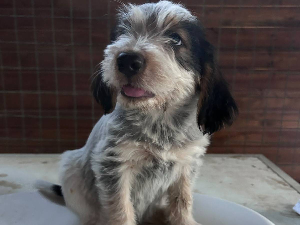 Adotta un cane, taglia media, maschio, Chieti