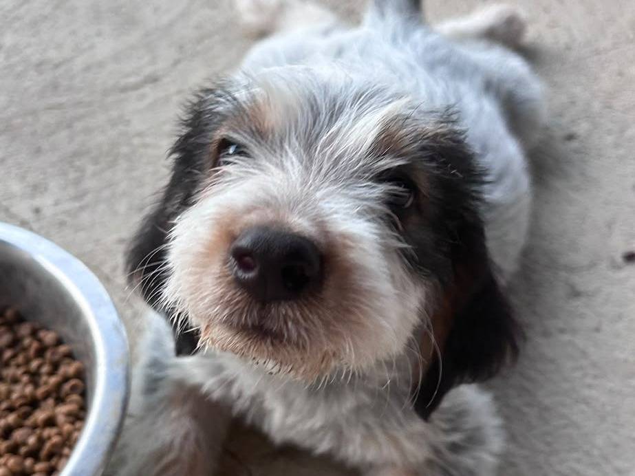 Vuoi adottare un cane a Chieti?