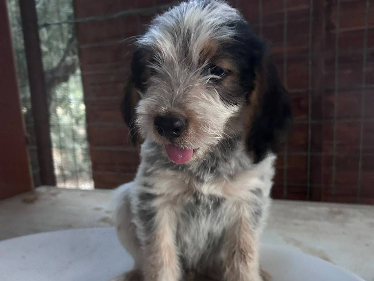 Adotta il cane MIKE a Chieti