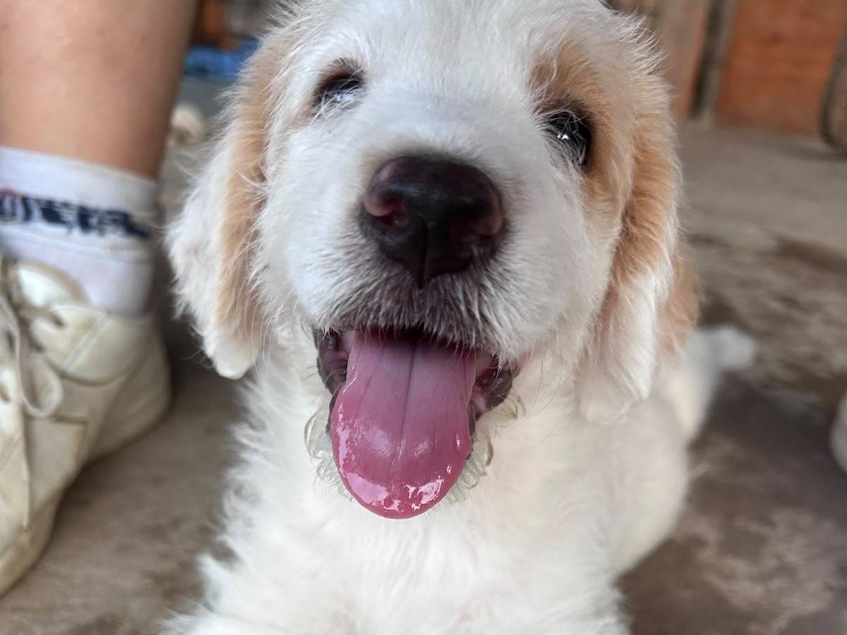 Adotta un cane, maschio, 2 mesi, Chieti