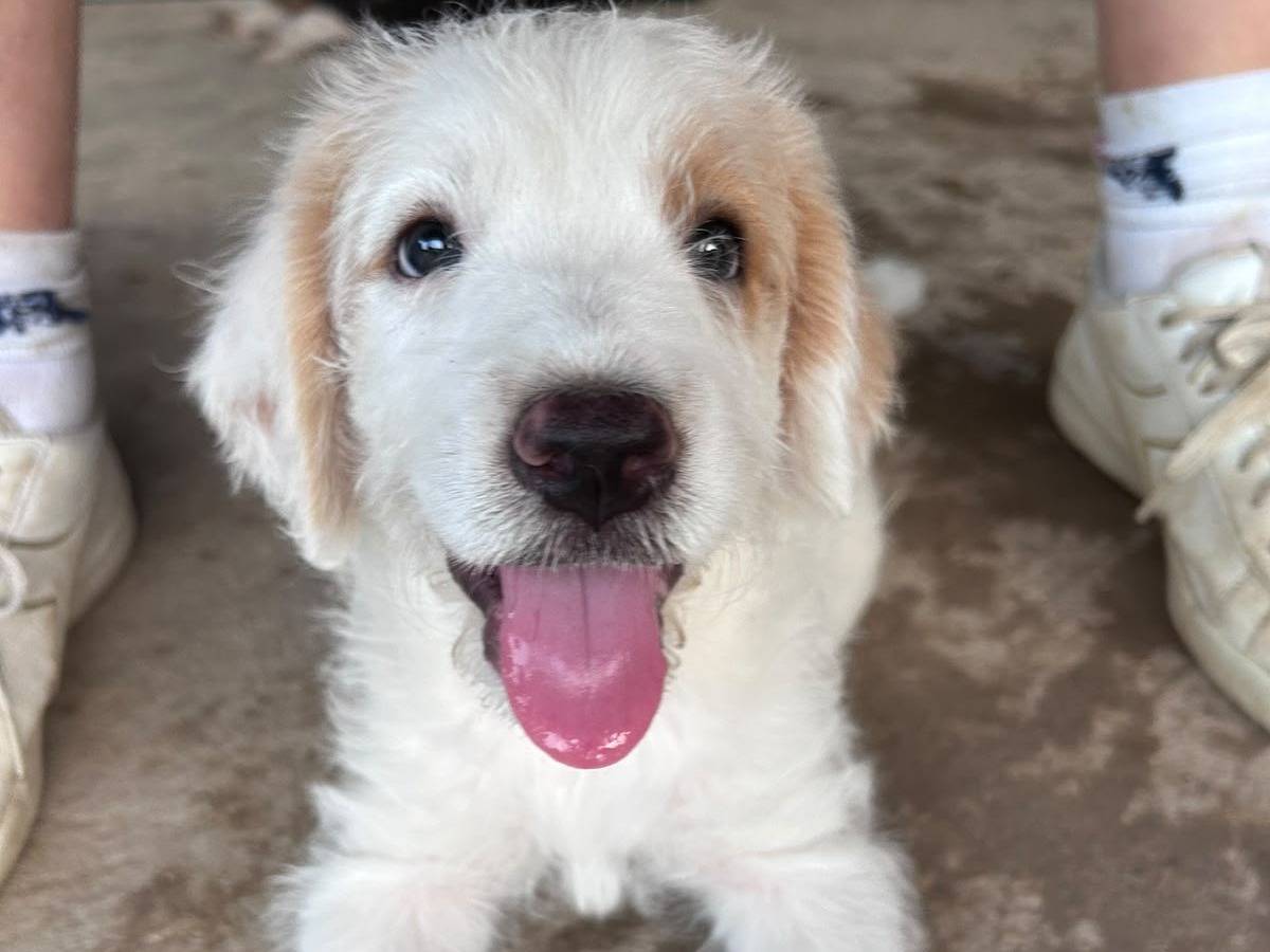 Adozione cane, maschio, Razza sconosciuta Razza sconosciuta, 2 mesi, taglia media, Chieti