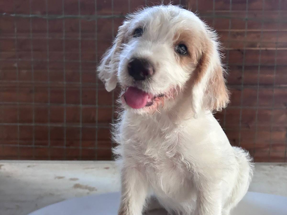 Adotta un cane, taglia media, maschio, Chieti