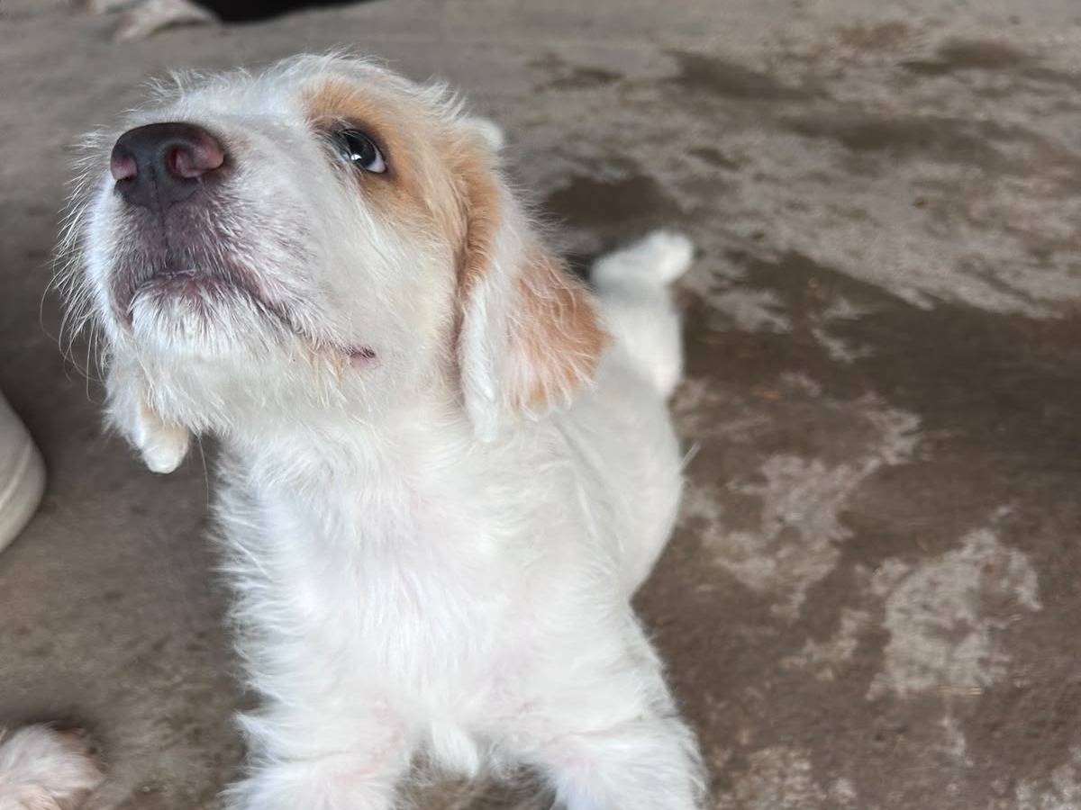 Vuoi adottare un cane a Chieti?