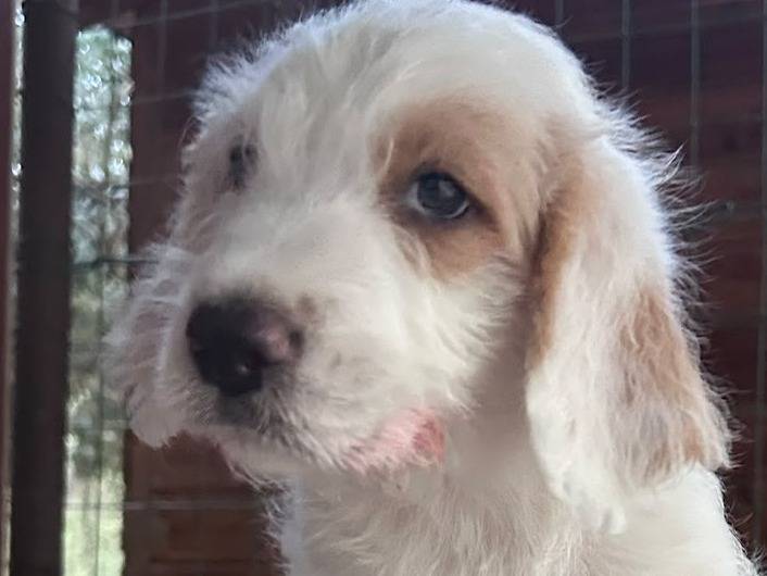 Adotta il cane ALBERT per gli amici ALBI a Chieti