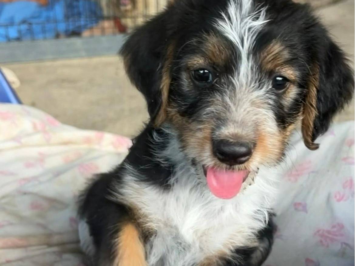 Adozione cane, femmina, Razza sconosciuta Razza sconosciuta, 2 mesi, taglia media, Chieti