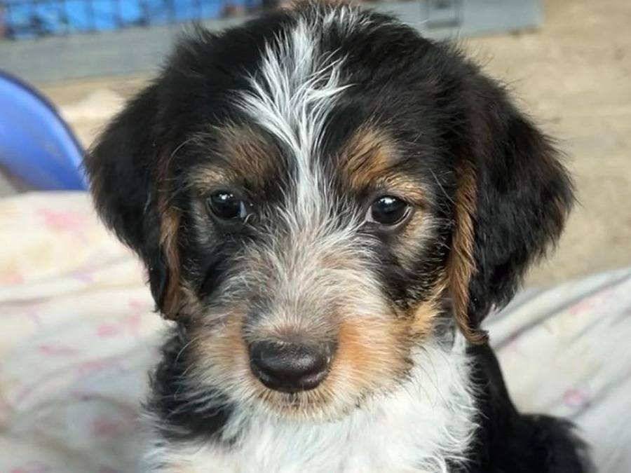 Adotta un cane, femmina, 2 mesi, Chieti