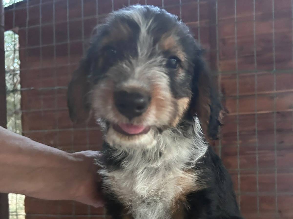 Vuoi adottare un cane a Chieti?