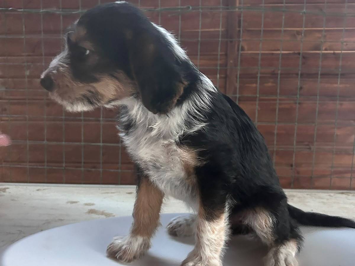 Adotta il cane INDIA a Chieti