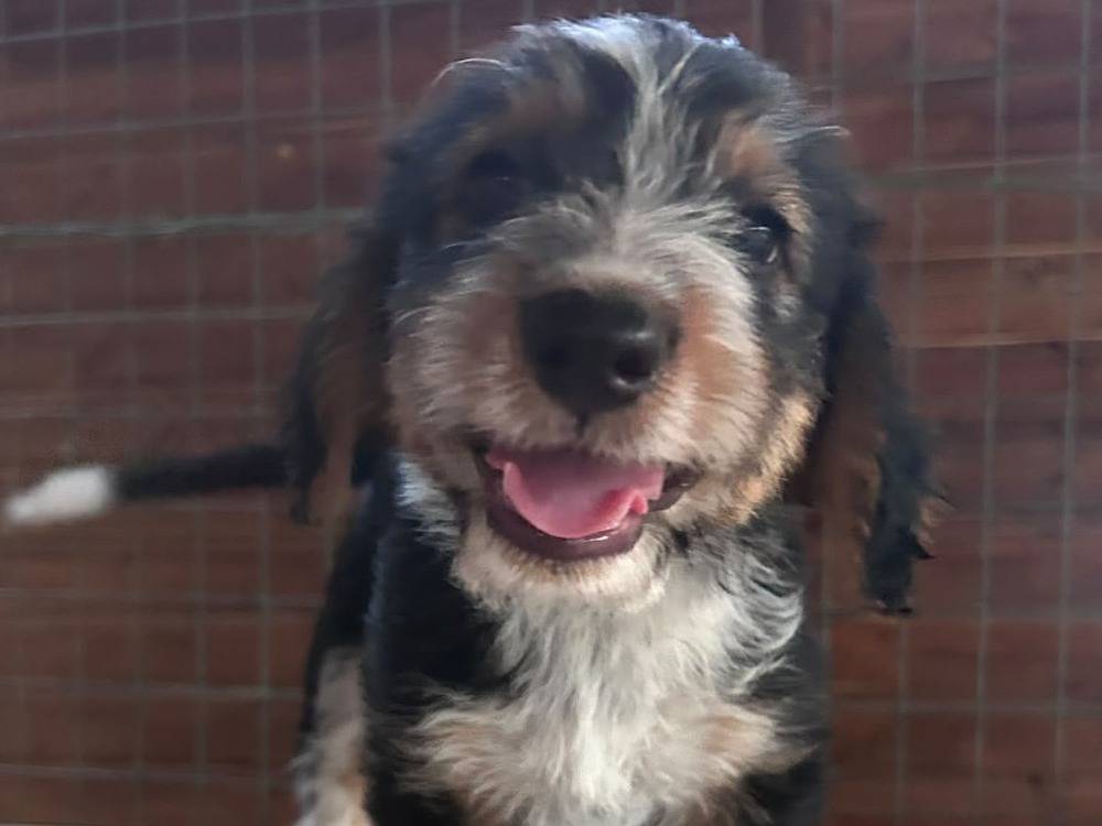 Adotta un cane, taglia media, femmina, Chieti