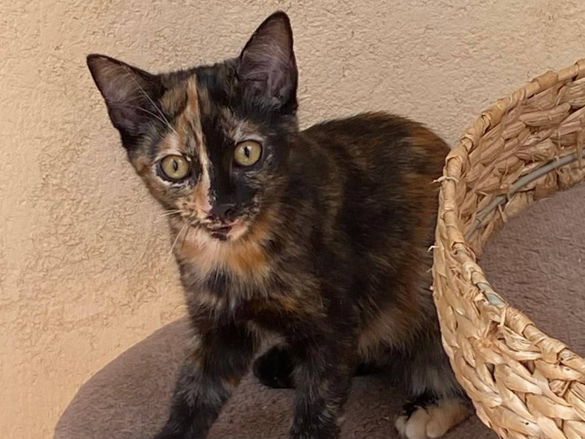 Adozione gatto, femmina, Razza sconosciuta Razza sconosciuta, 5 mesi, taglia non valida, Varese