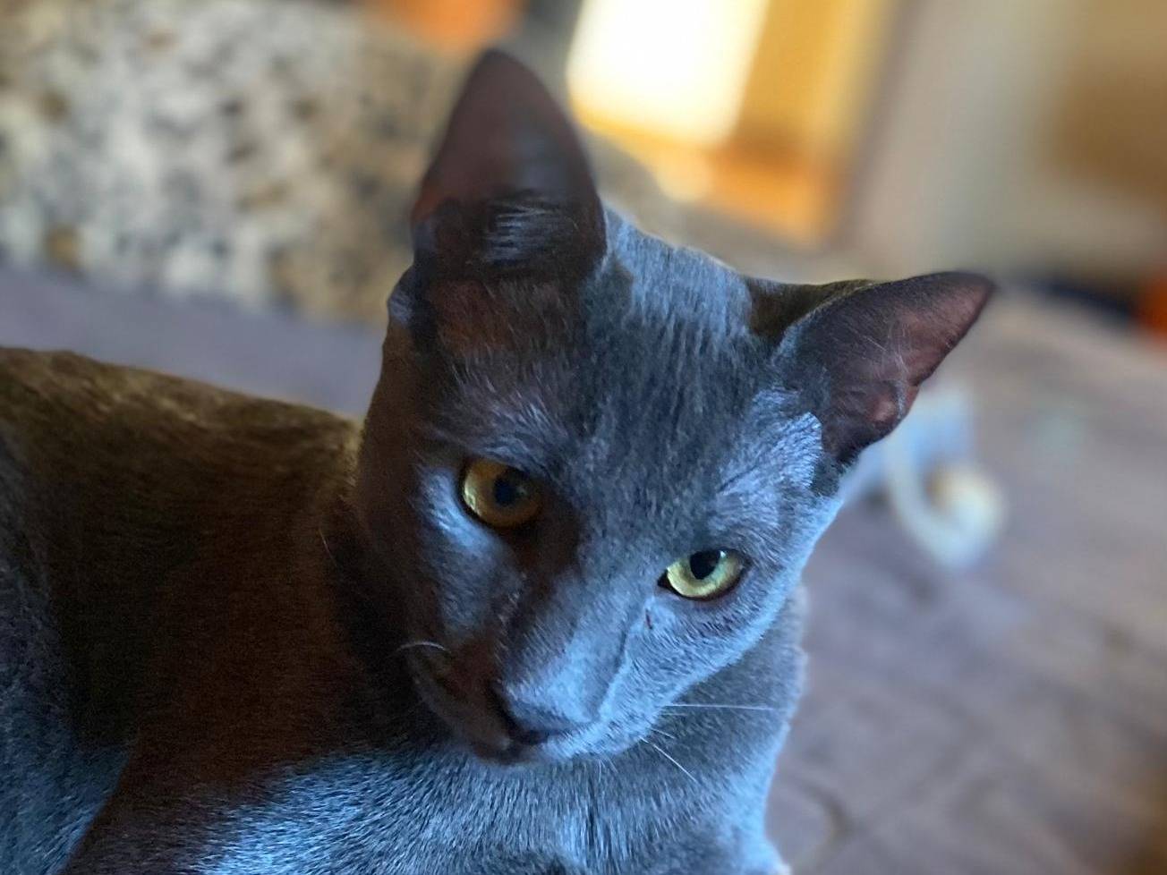 Adozione gatto, maschio, Certosino  Certosino , 5 mesi, taglia non valida, Varese
