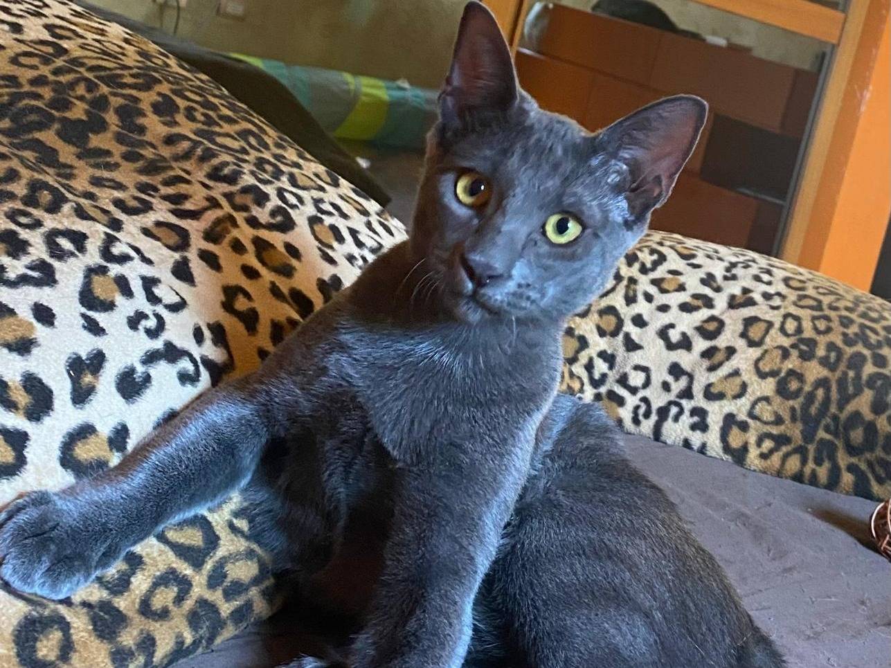 Adotta un gatto, maschio, 5 mesi, Varese
