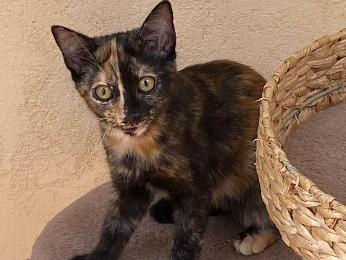 Adotta un gatto, taglia non valida, maschio, Varese