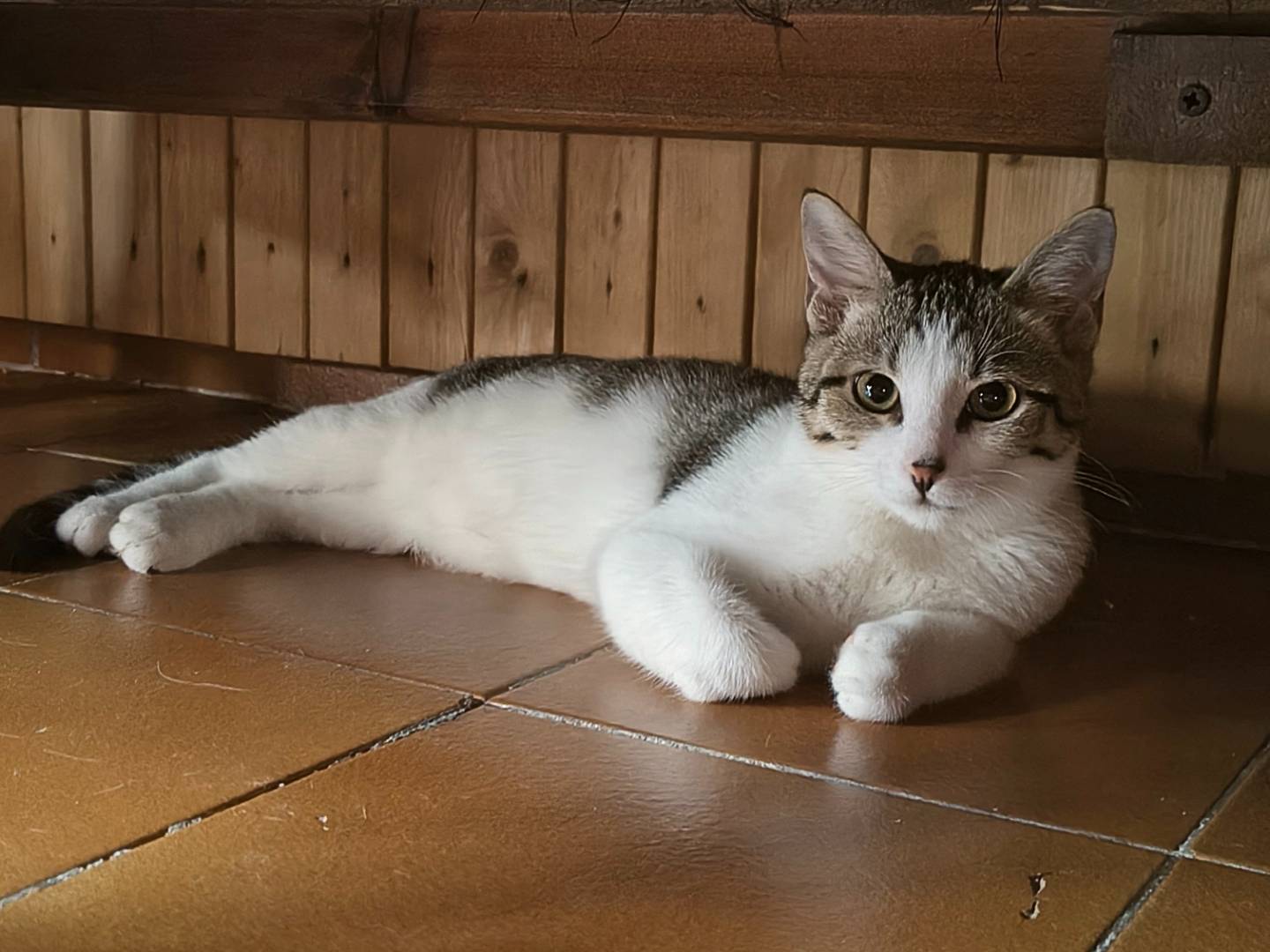 Adotta un gatto, femmina, 1 anno, Varese