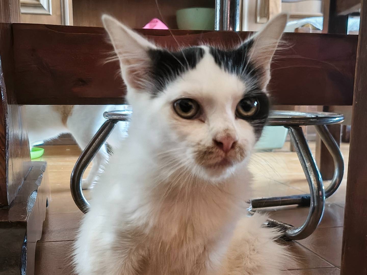 Adotta un gatto, taglia non valida, femmina, Varese