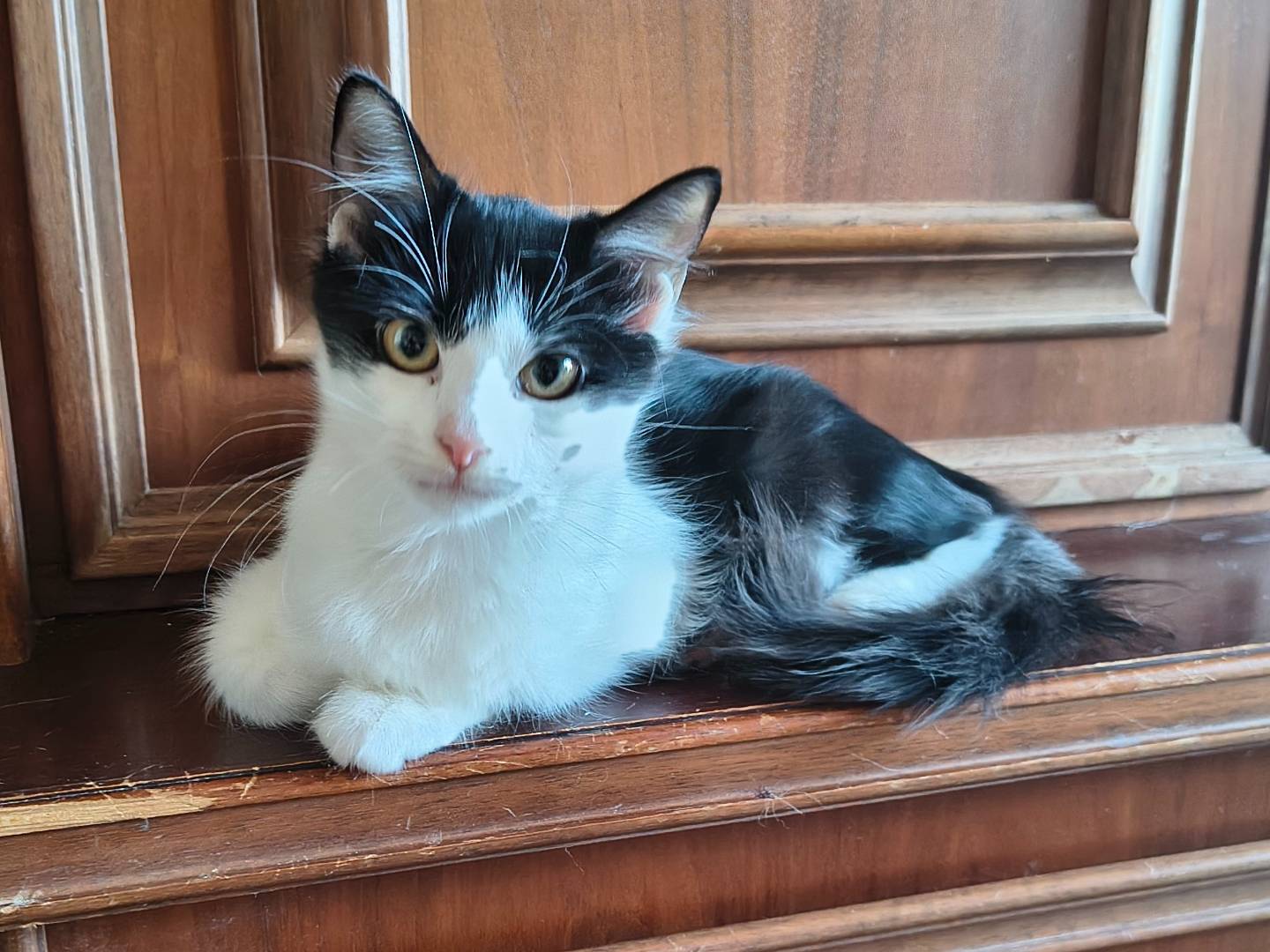 Vuoi adottare un gatto a Varese?