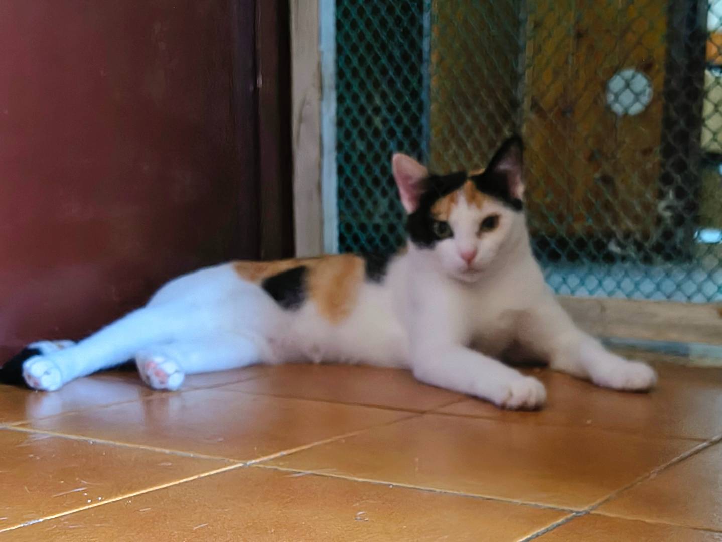Adotta il gatto Lila a Varese