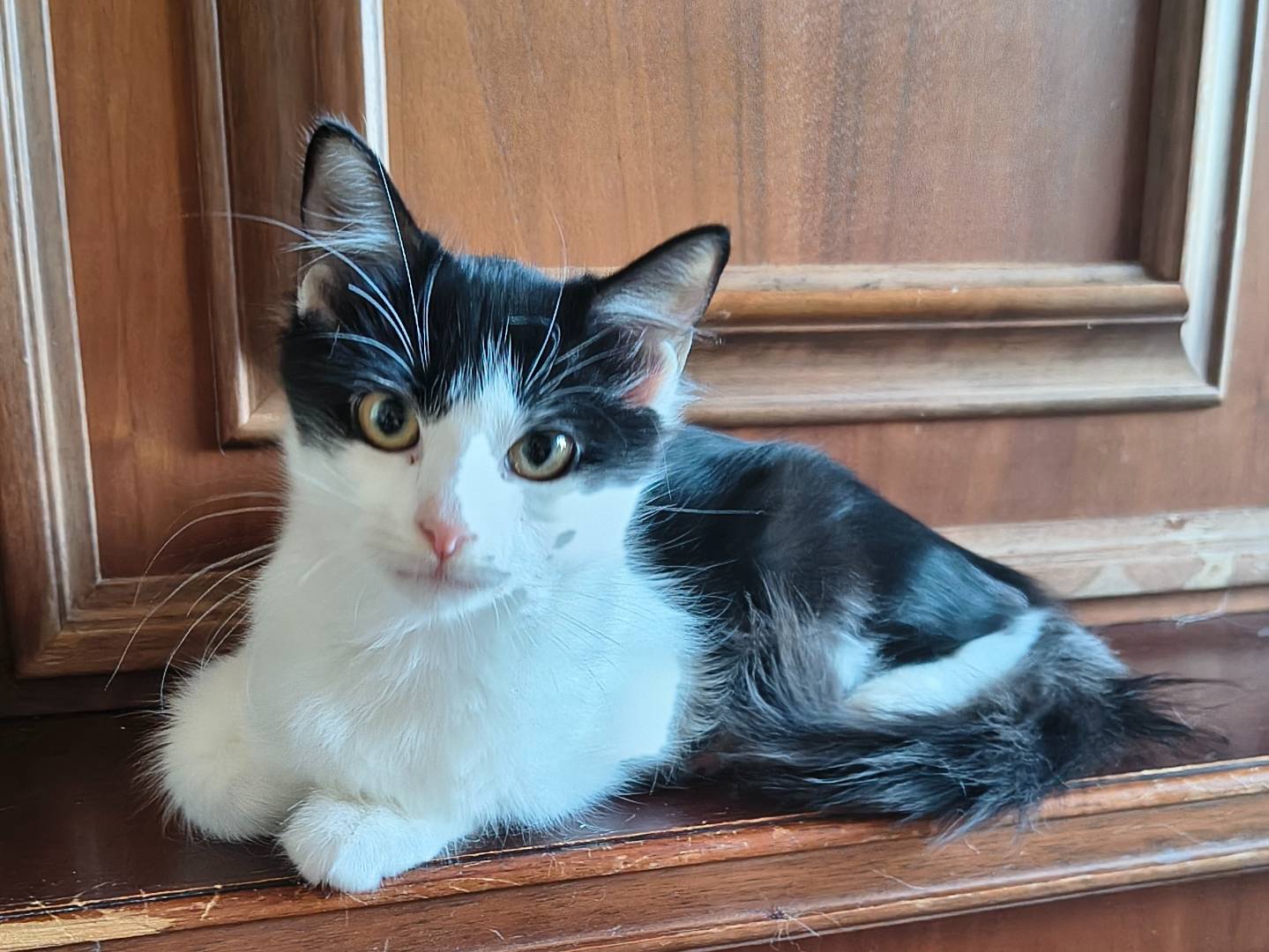 Adotta un gatto, taglia non valida, femmina, Varese