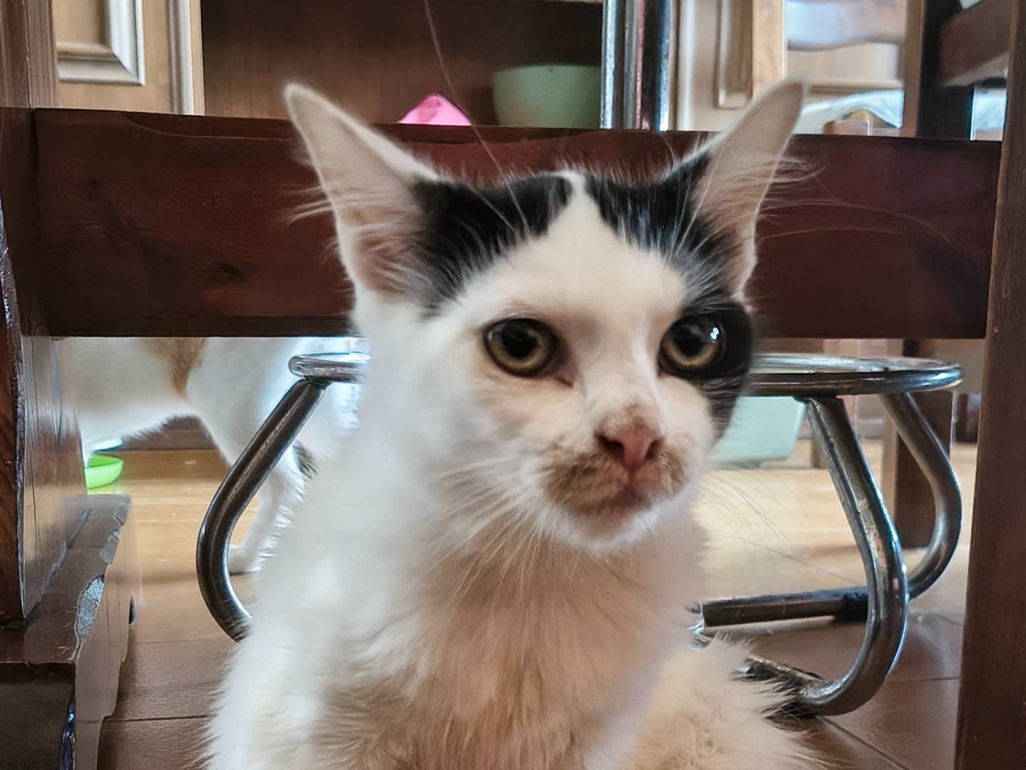 Vuoi adottare un gatto a Varese?