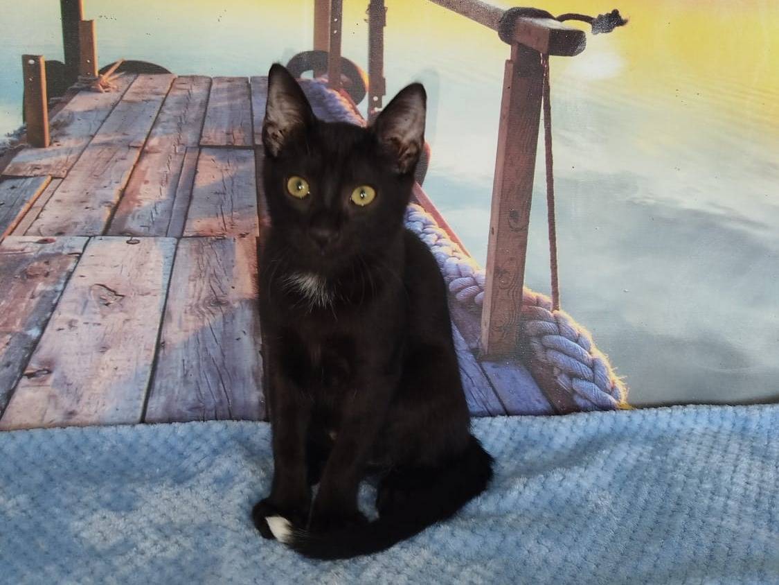 Adozione gatto, maschio, Razza sconosciuta Razza sconosciuta, 4 mesi, taglia non valida, Salerno