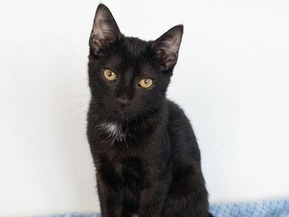 Adotta un gatto, maschio, 4 mesi, Salerno