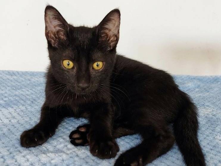 Adotta un gatto, taglia non valida, maschio, Salerno