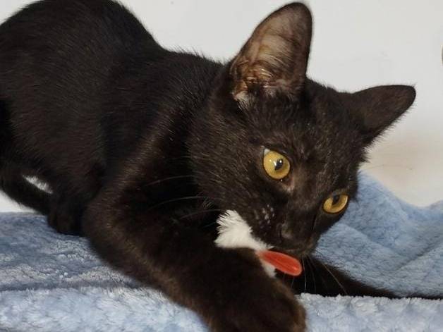Vuoi adottare un gatto a Salerno?