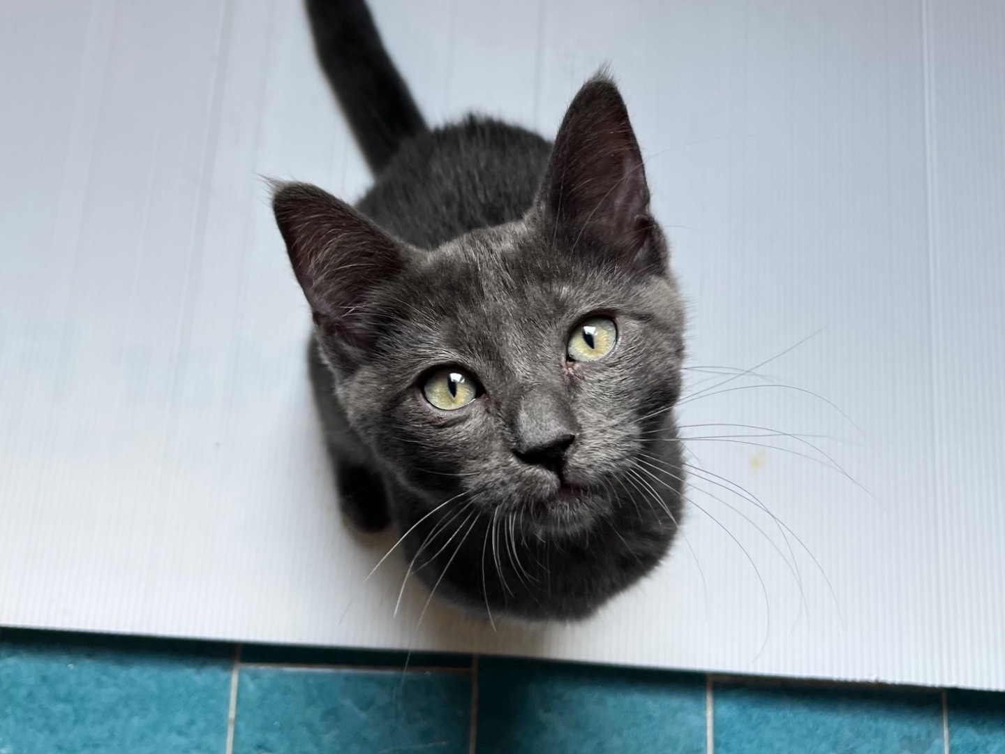 Adozione gatto, maschio, Razza sconosciuta Razza sconosciuta, 3 mesi, taglia non valida, Padova