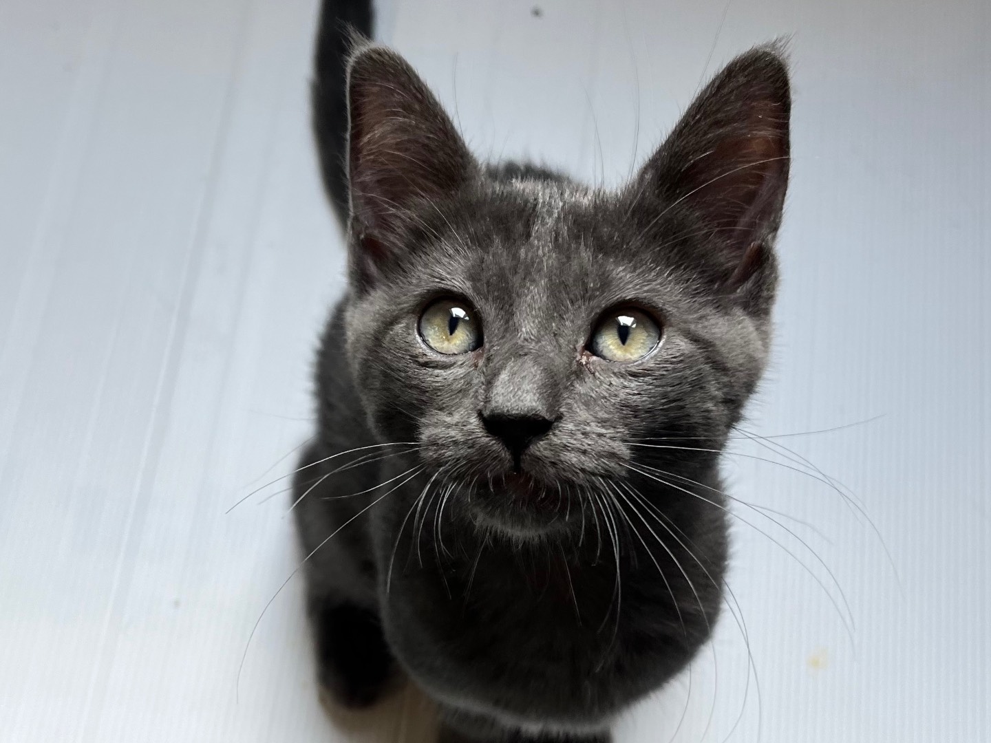 Adotta un gatto, maschio, 3 mesi, Padova