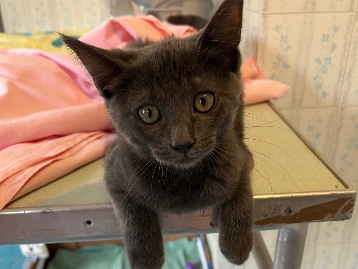 Adotta un gatto, taglia non valida, maschio, Padova