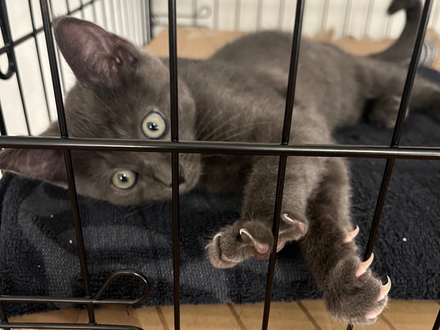 Vuoi adottare un gatto a Padova?