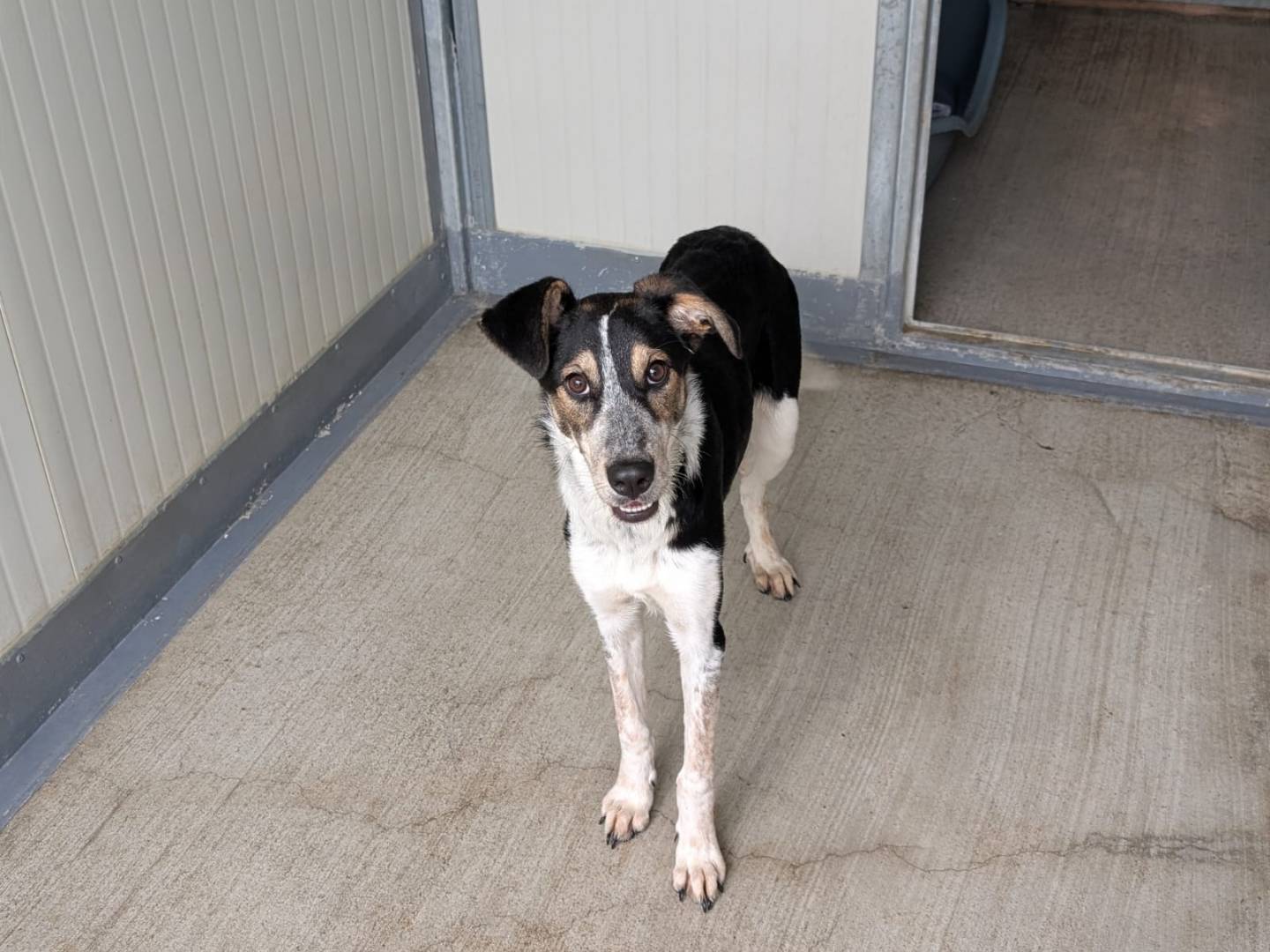 Adozione cane, femmina, Razza sconosciuta Razza sconosciuta, 10 mesi, taglia piccola, Lodi