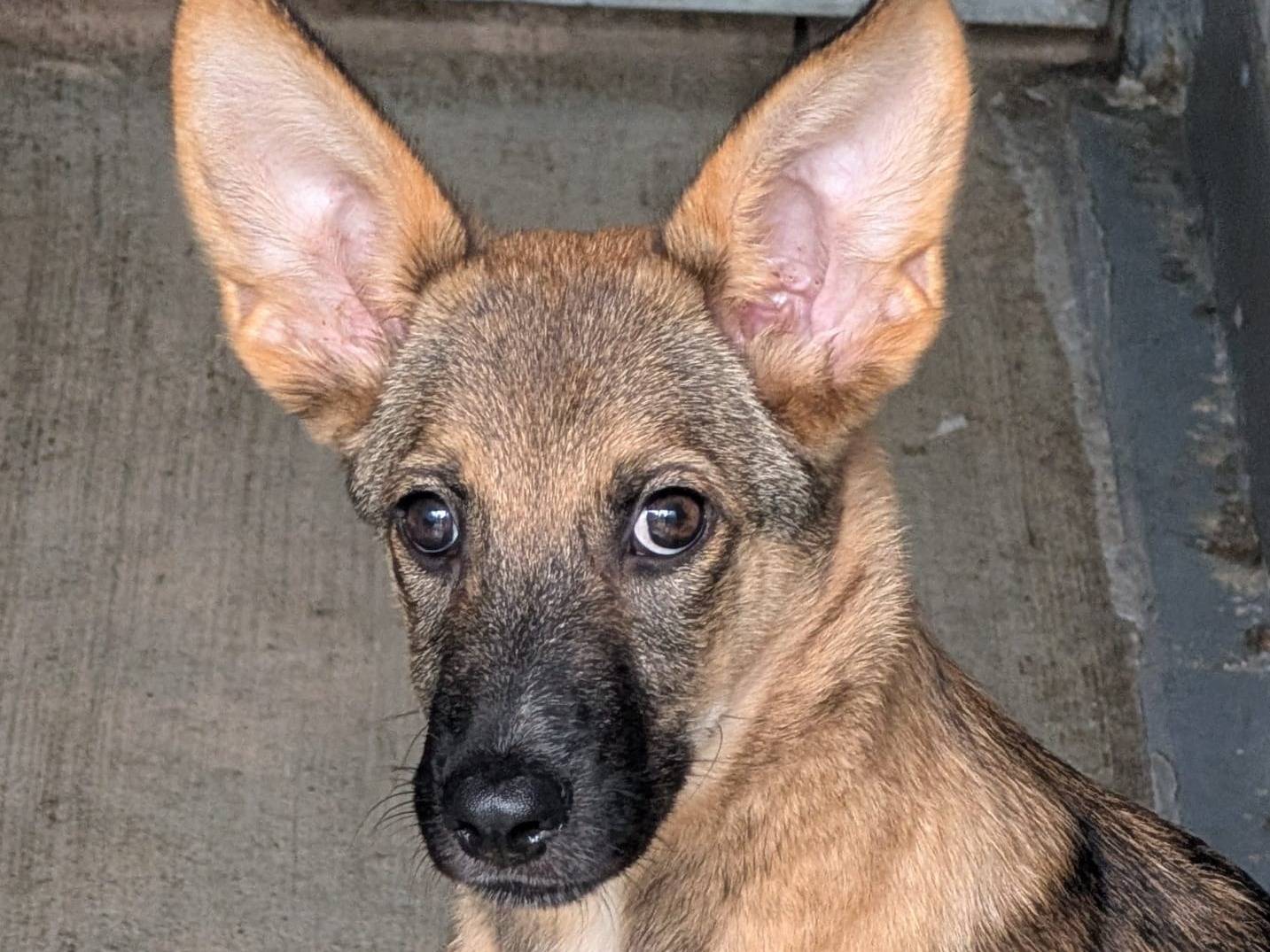 Adozione cane, maschio, Razza sconosciuta Razza sconosciuta, 10 mesi, taglia piccola, Lodi