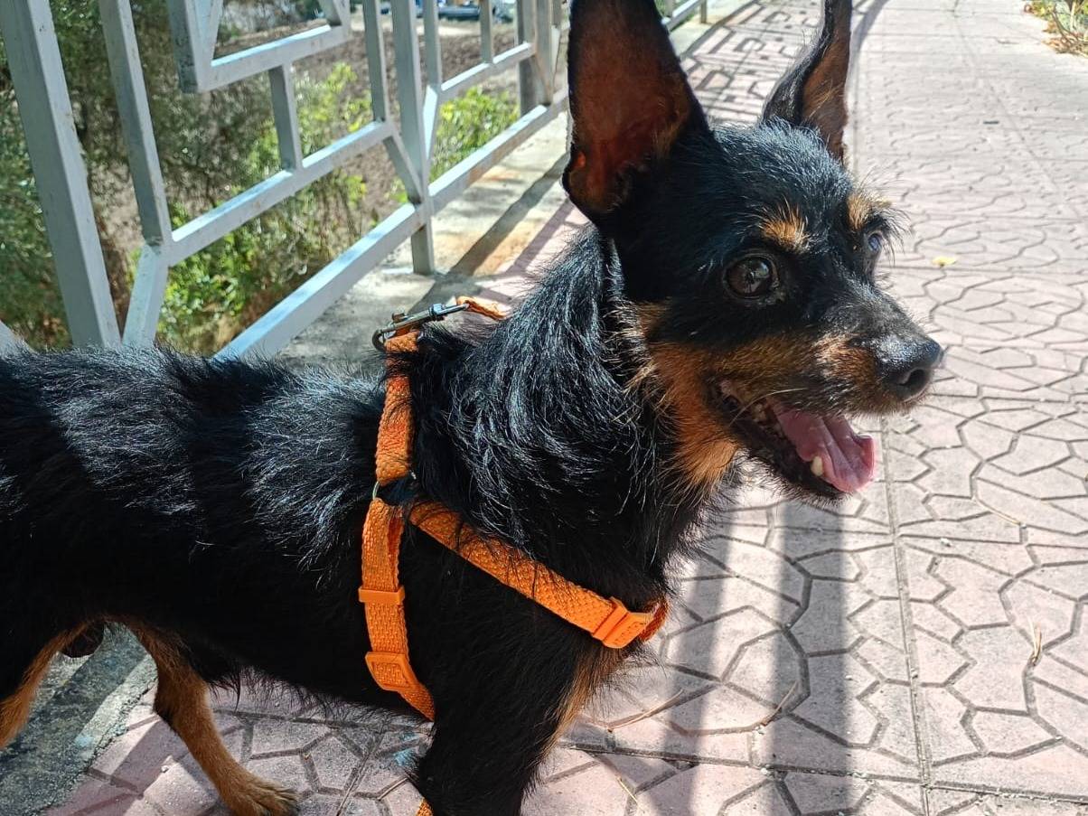 Adozione cane, maschio, Razza sconosciuta Razza sconosciuta, 8 anni, taglia piccola, Bergamo
