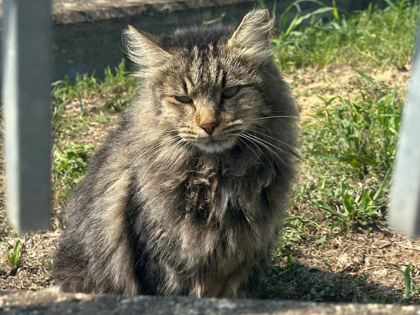 Adozione cane, femmina, Razza sconosciuta Razza sconosciuta, 10 anni e 8 mesi, taglia piccola, Asti